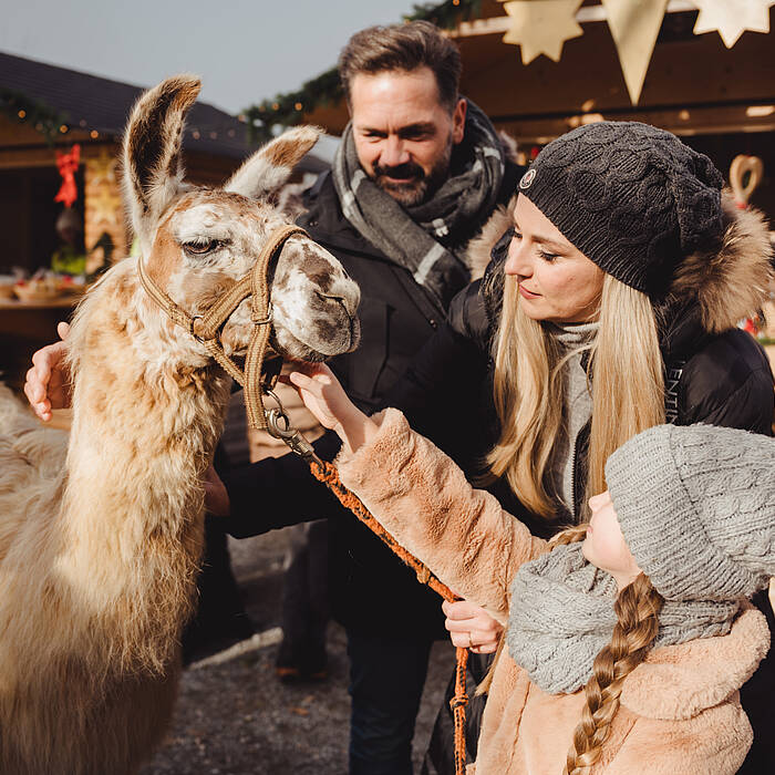 Advent am Pyramidenkogel mit Lama Spaziergang
